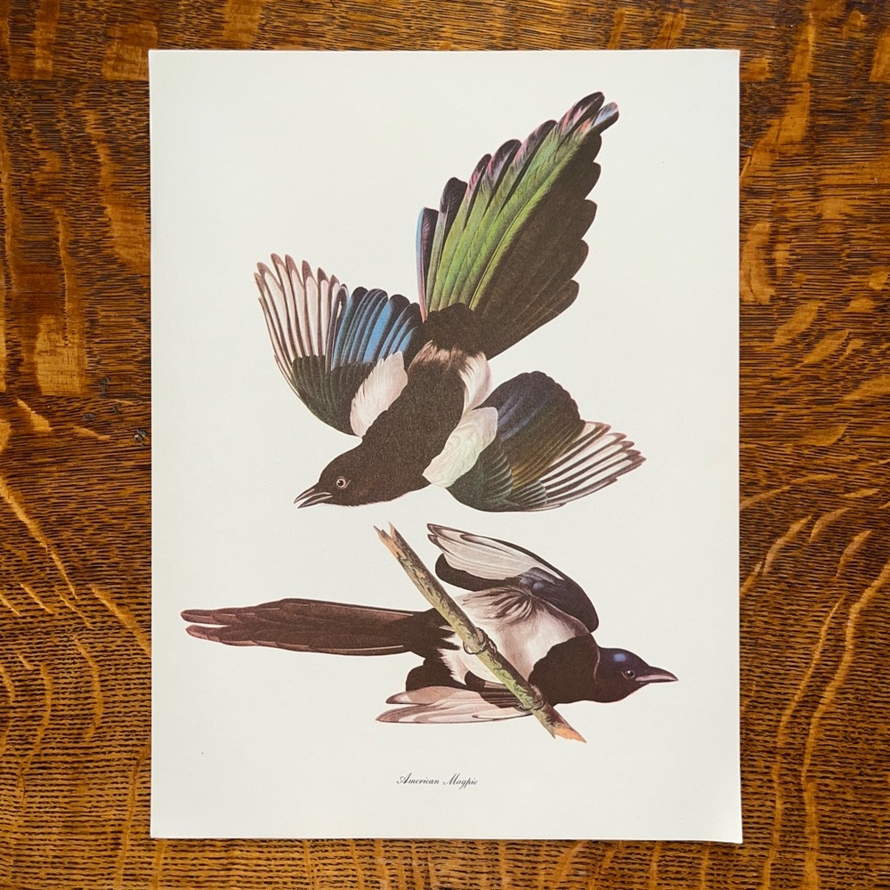 Vintage Audubon Birds of America Litograph Print, American Magpie